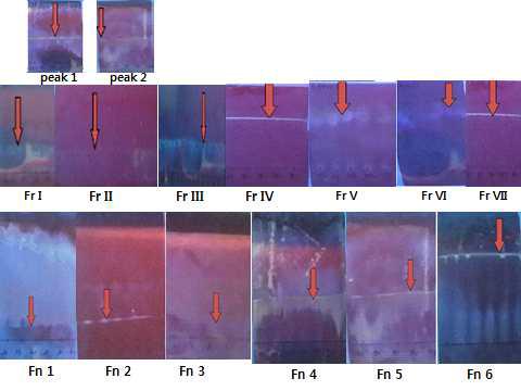 각 fraction에 대한 TLC 발색부분