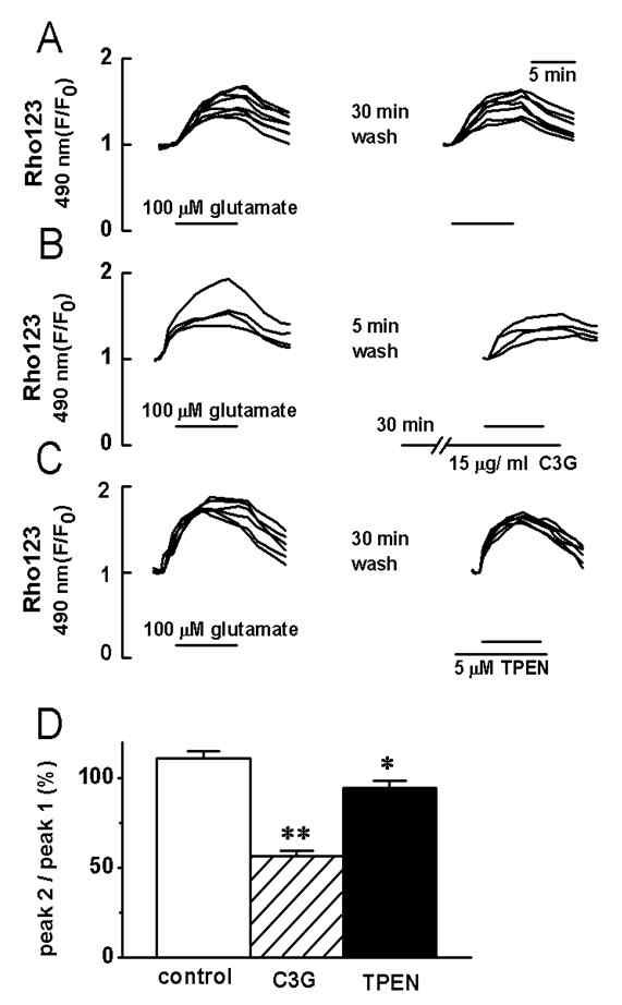 glutamate에 의한 mitochondria막전압의 탈분극에 미치는 cyanidin-3-glucoside 효과