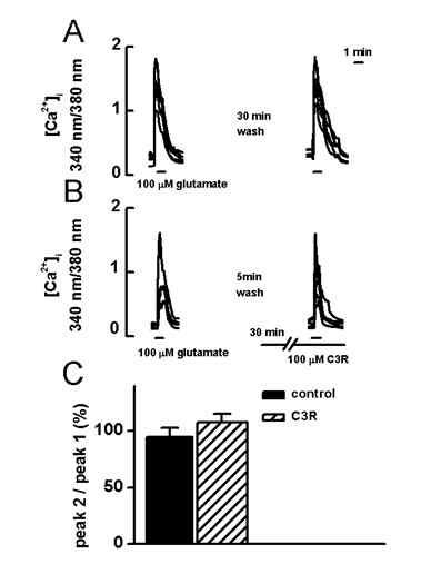 glutamate에 의한 세포내 Ca2+ 증가에 미치는 cyanidin-3-rutinoside의 효과