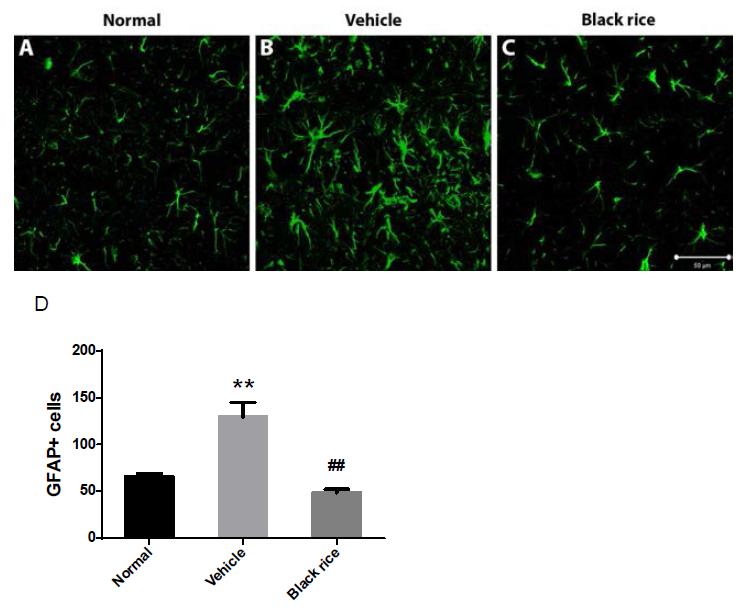 (A-C) 인지능저하 동물모델에서 흑미추출물에 의한 별아교세포 활성변화 측정 (scale bar=50 um).