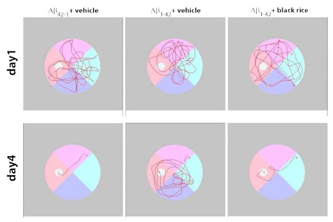 Training test 1일, 4일 차 때 대조군(Aβ42–1+vehicle, n=8), 치매모델대조군(Aβ1–42+vehicle, n=12), 그리고 치매모델흑미군(Aβ1–42+black rice, n=10) 의 개체가 도피대까지 찾아가는 대표 경로.