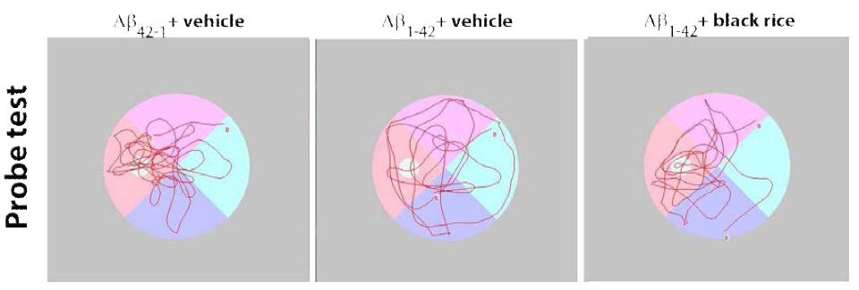 Probe test에서 대조군(Aβ42–1+vehicle, n=8), 치매모델대조군 (Aβ1–42+vehicle, n=12), 그리고 치매모델흑미군(Aβ1–42+black rice, n=10)의 개체의 대표 경로.