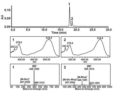오디추출물의 HPLC 크로마토그램, UV 및 MS 스펙트럼