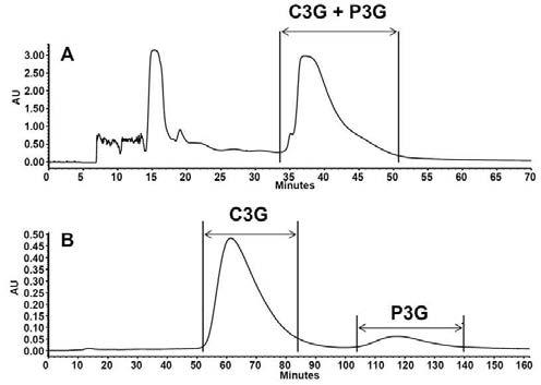 흑미추출물의 HPCCC 크로마토그램 (A) 및 C3G, P3G 고함유분획물의 RP-MPLC 크로마토그램