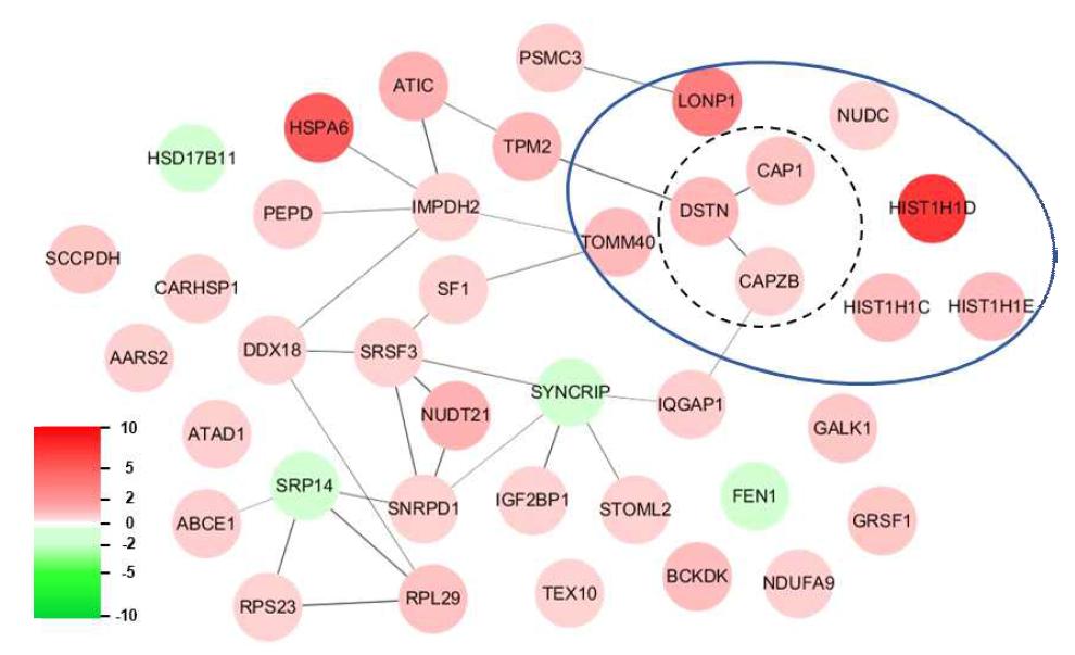 상호관계 단백질 네트워크