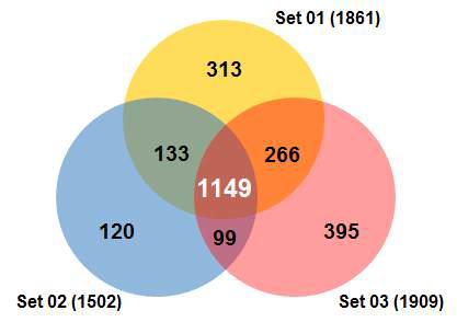 3번의 반복된 실험으로 분석된 단백질의 벤 다이어그램 (Venn diagram)