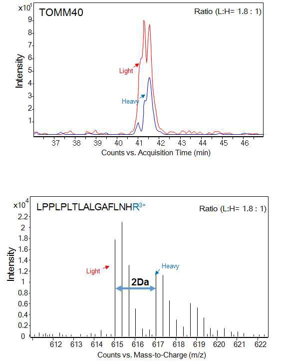 TOMM40 단백질의 MS Chromatography