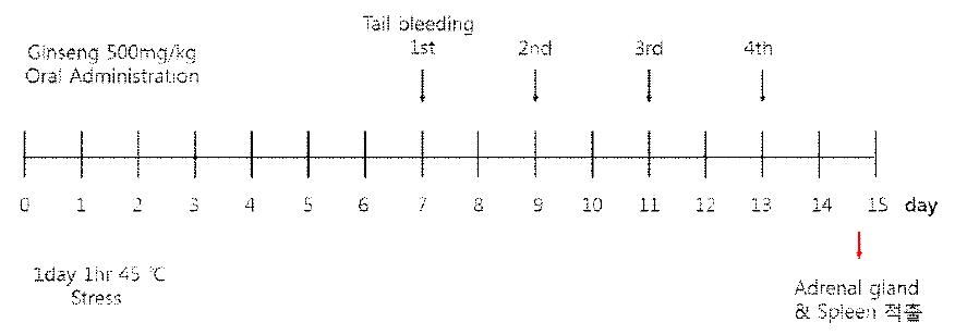 스트레스 동물모델의 실험 일정
