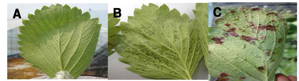 A, 건전한 잎; B,C, 모무늬병 감염된 잎