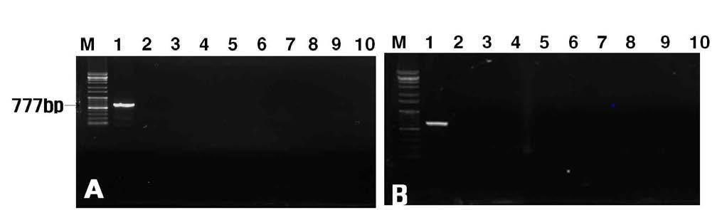 Agarose gel electrophoresis of PCR products from Xanthomonas fragariae.