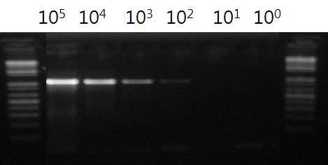 Sensitivity of PCR primer set.