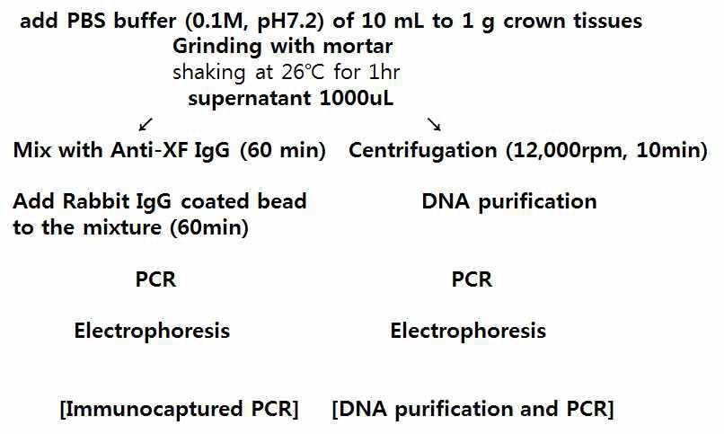 Procedures of immunmocaptured PCR and DNA extraction PCR from crown tissues of strawberry.