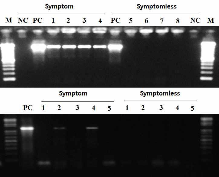 PCR detection in symptom and symptomless crown tissues using conventional (B) and method for DNA extraction (A).