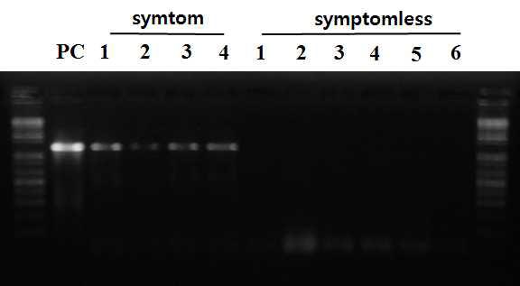 PCR detection using immocaptured PCR from strawberry runner.