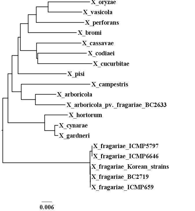 Phylogenetic tree constructed by MEGA software on the basis of the concatenated sequence of the four housekeeping gene fragment dnaK, fyuA, gyrB and rpoD.