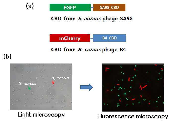 서로 다른 형광 단백질 표지를 입힌 CBD 이용하여 B. cereus와 S. aureus 동시 검출