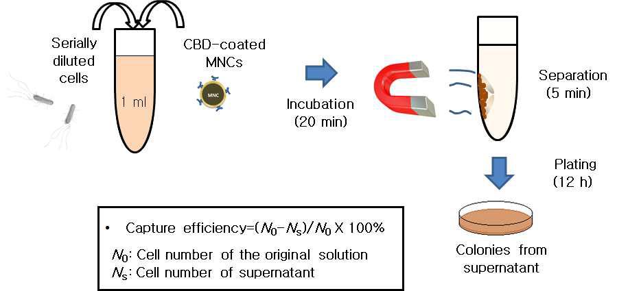 Bacteriophage endolysin CBD를 이용한 유해균의 선별적 분리 모식도