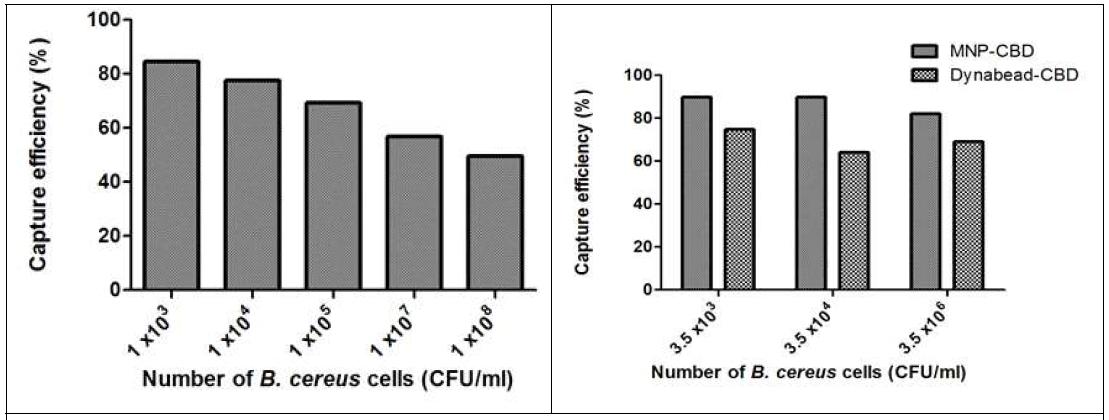 CBD 고정된 자성나노입자를 이용하여 용액 내 B. cereus 분리