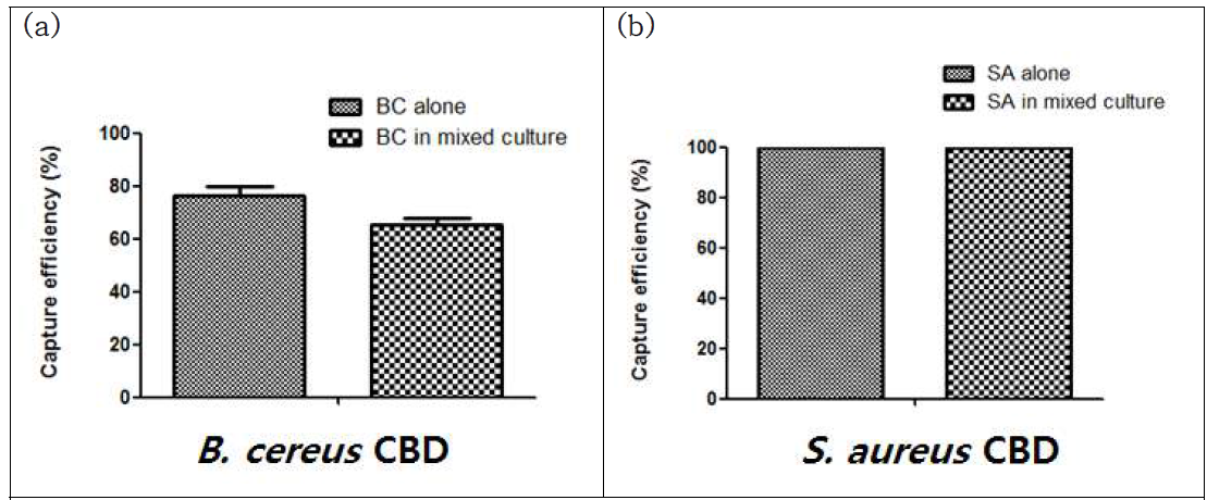 CBD 고정된 자성나노입자를 이용하여 순수 용액 및 5종 세균 혼합물 내 B. cereus (a) 및 S. aureus (b) 선별 분리