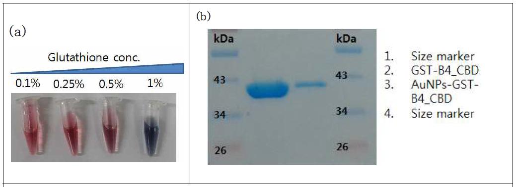 Glutathione으로 금나노입자 코팅 후, GST-CBD 단백질 고정화