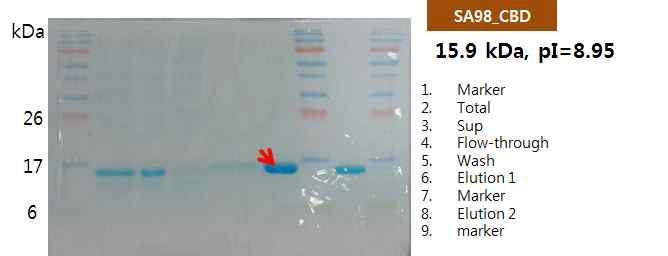 S. aureus 검출을 위한 SA98_CBD alone 생산