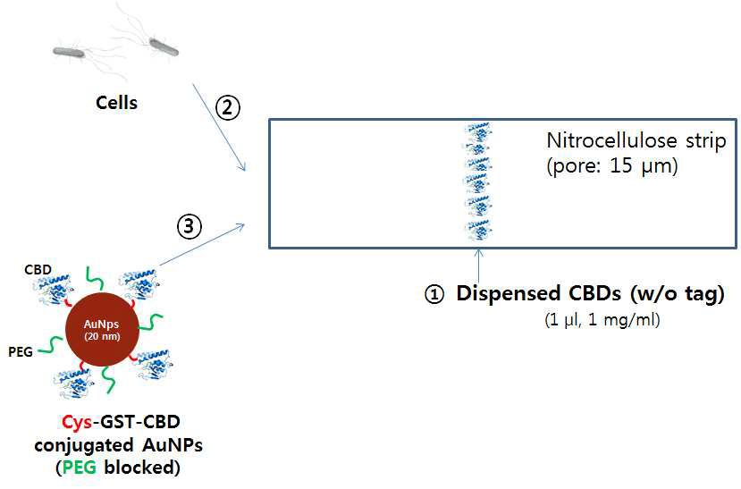 CBD-nitrocellulose 기반 병원균 검출 모식도