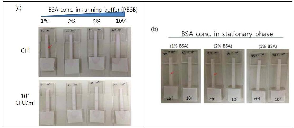 Running buffer 및 고정상에서의 BSA 농도 최적화