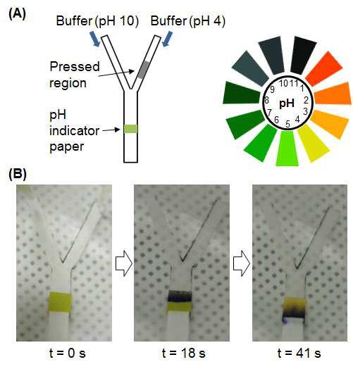 (A) 두 갈래도 나누어진 채널의 한쪽 부분에 압력을 가하고 두 채널이 합친 부분에 pH 시험지를 부착한 도식. (B) 염기성, 산성 시료의 순차적인 이송을 pH 시험지 색깔의 변화로 확인하였음