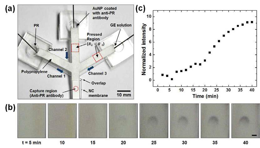 (a) 나노입자와 항체반응을 이용한 paper-based sensor. (b) 시간에 따라 sensor에서 나타나는 신호. (c) 시간에 따라 sensor에서 나타나는 신호의 세기를 나타낸 그래프
