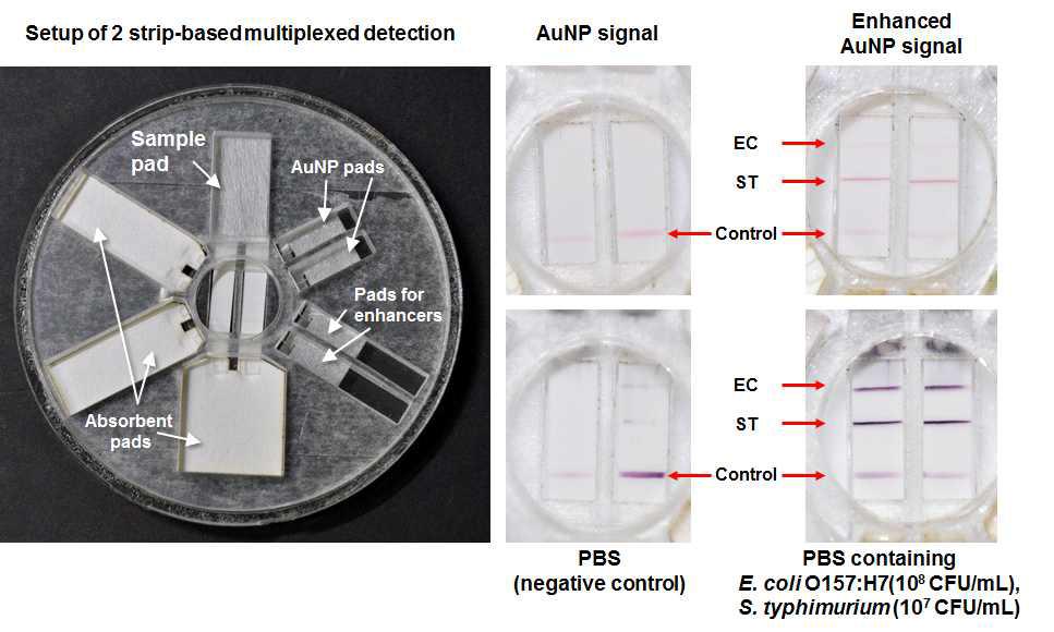 Rotary device에 두 개의 NC strip을 장착하고, 각 스트립에 E. coli O157:H7과 S. typhimurium에 대한 항체를 고정하여 두 종의 유해미생물의 동시검출을 수행한 결과