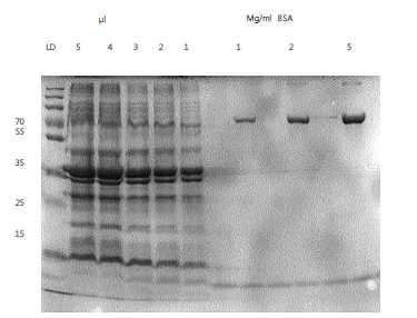 SDS PAGE analysis of E. coli O157:H7 ATCC 35150 cell wall fraction