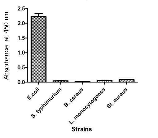 Reactivity of EC2C6 against whole cells of bacteria in ELISA