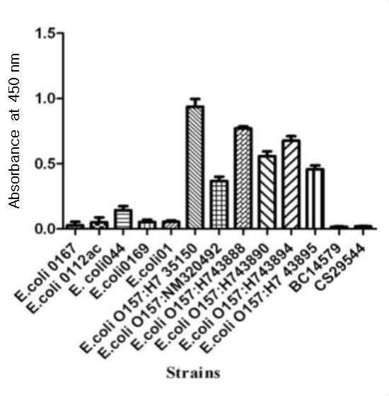Reactivity of EC2C6 against whole cells of E. coli isolates in ELISA