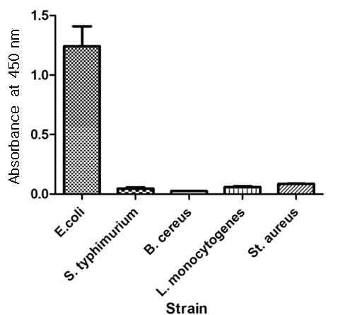 Reactivity of EC10B10 against surface proteins of different bacteria