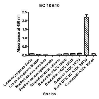 Reactivity of EC10B10 against whole cells of gram positive bacteria in ELISA