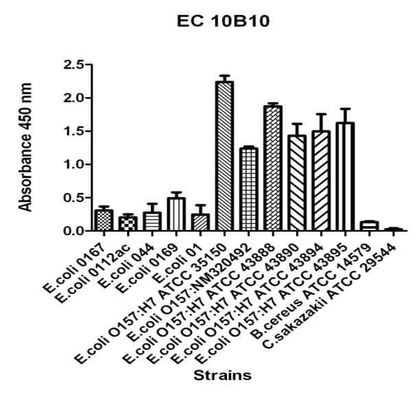 Reactivity of EC10B10 against whole cells of E. coli isolates in ELISA