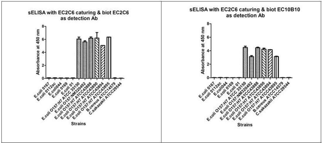 Sandwich ELISA using EC2C6 as capturing Ab and biotinylated EC2C6 (or EC10B10) as detection Ab to remove the cross reactivity non O antigenic E. coli species.