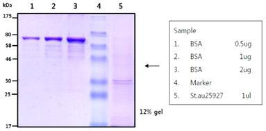 SDS PAGE analysis of S. aureus ATCC 25923 cell wall fraction