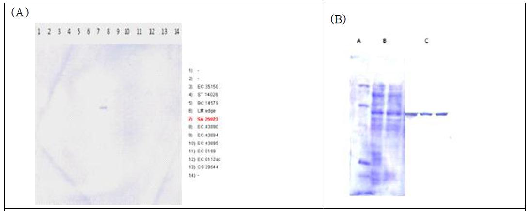 (A) Reactivity of SA7E3 against surface proteins of different bacteria in WB. (B) Identification of S. aureus antigen reacting with SA7E3