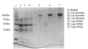 SDS PAGE analysis of S.Typhimurium ATCC 14028 cell wall fraction