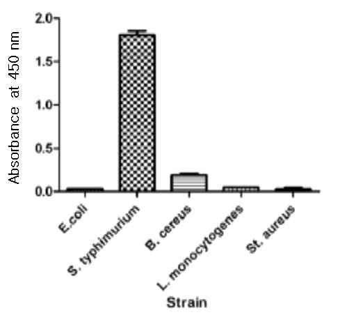 Reactivity of S. Typhimurium ATCC 14028 against surface proteins of different bacteria