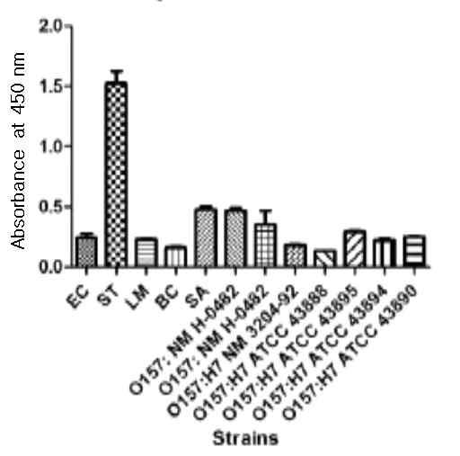 Reactivity of ST1D2 against whole cells of gram negative bacteria in ELISA