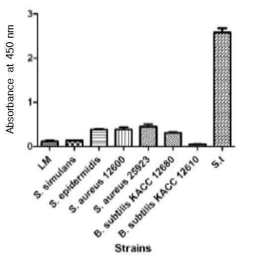Reactivity of ST 1D2 against whole cells of gram positive bacteria in ELISA