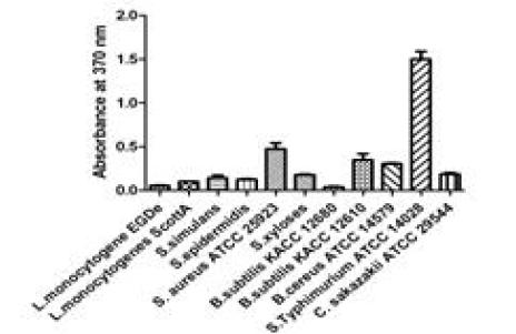 Reactivity of ST8C7 against whole cells of gram positive bacteria in ELISA