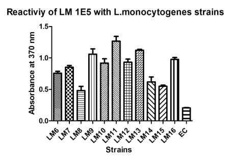 Reacitivty of EC LM1E5 against whole cells of L. monocytogenes isolates in ELISA