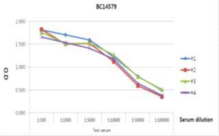 ELISA test results of first bleeding serum for B. cereus ATCC 14579. Antibody titre was determined at 1:5000 dilutions