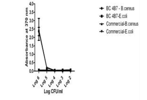 Sensitivity of BC4B7 and comparison with commercial Ab in ELISA