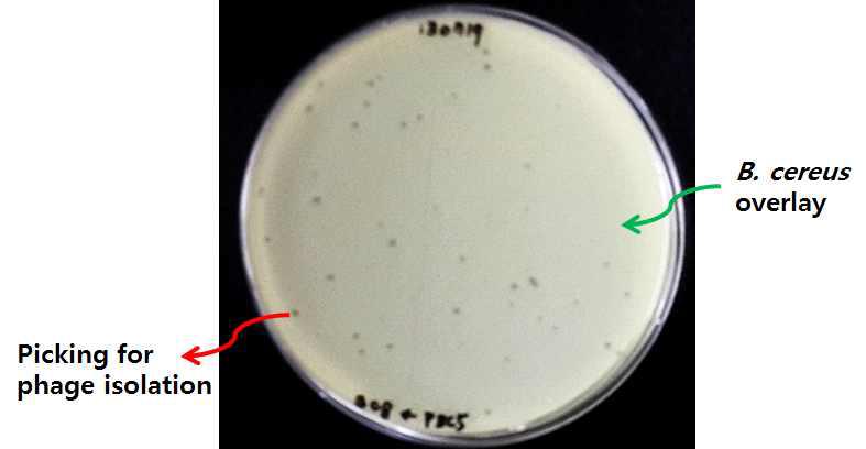 B. cereus를 감염시키는 bacteriophage 분리
