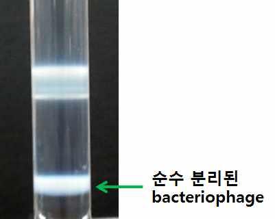 CsCl gradient ultracentrifugation 방법을 통한 B. cereus 박테리오페이지의 순수분리