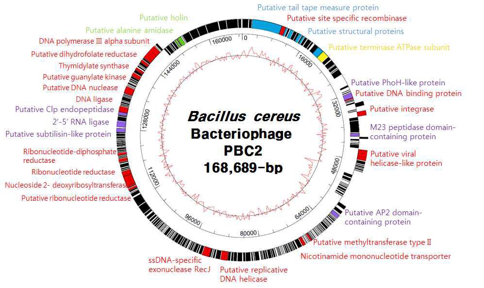 Complete genome analysis of B. cereus bacteriophage PBC2
